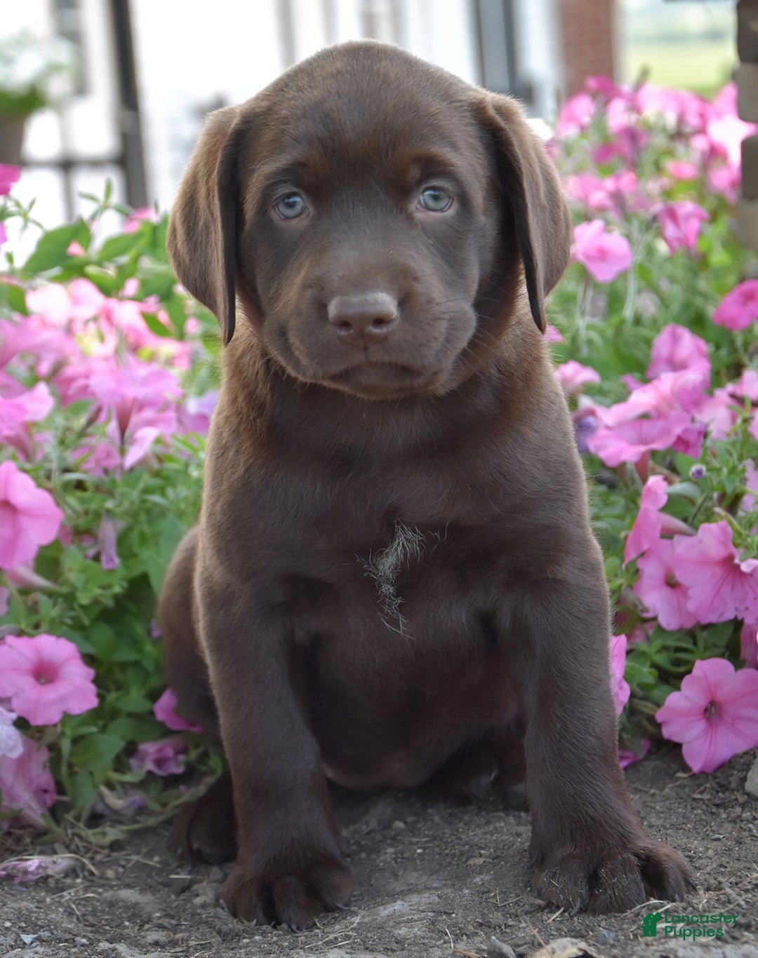 Labrador Retriever dogs for sale: Carrie - Image 1
