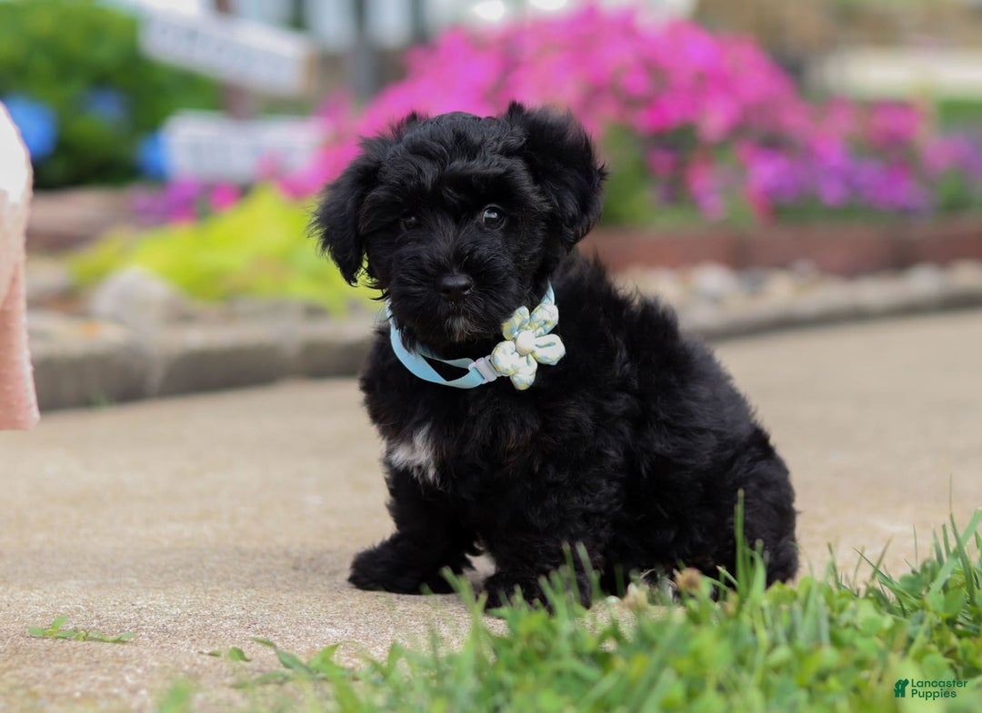Yorkiepoo dogs for sale: Sammy - Image 5
