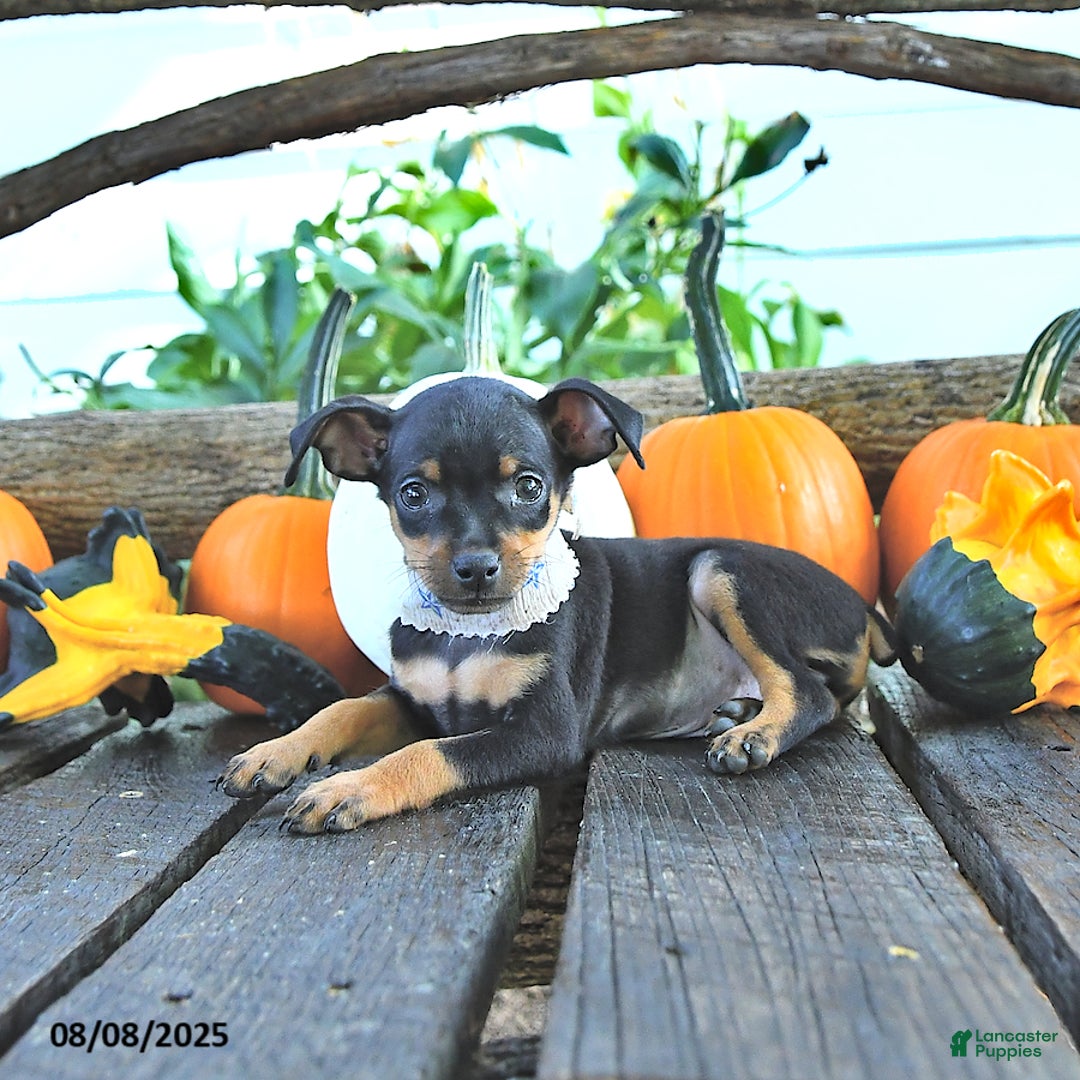 Miniature Pinscher dogs for sale: Firecracker - Image 3
