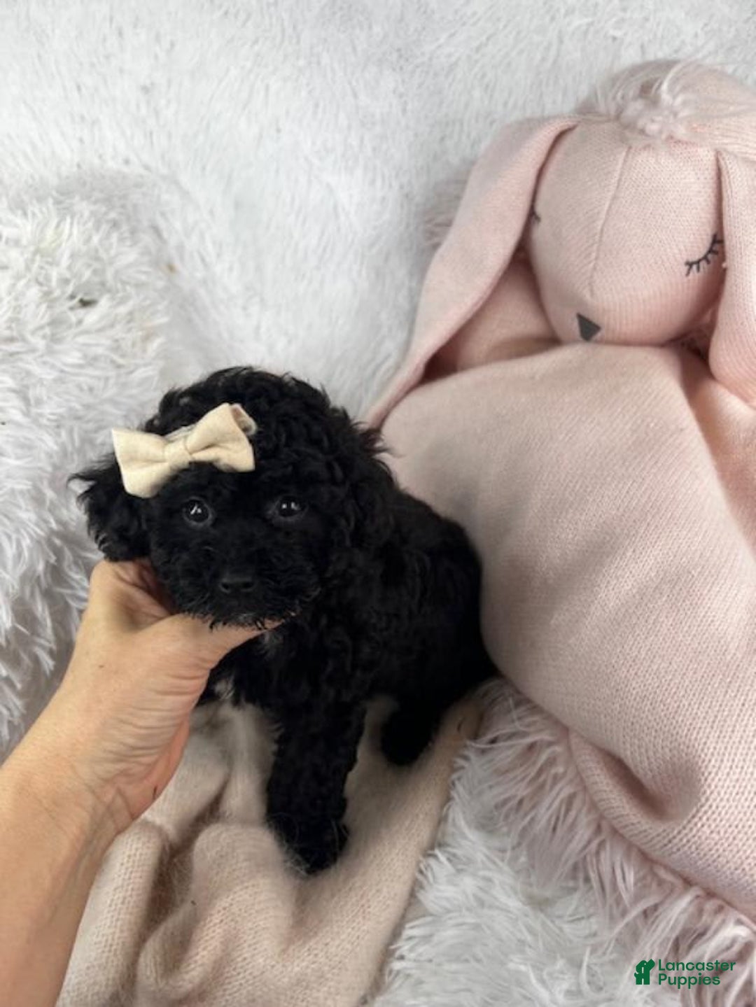 Toy Poodle dogs for sale: Paxy - Image 2