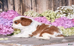 Cavalier King Charles Spaniel dogs for sale: Vegas - Image 2
