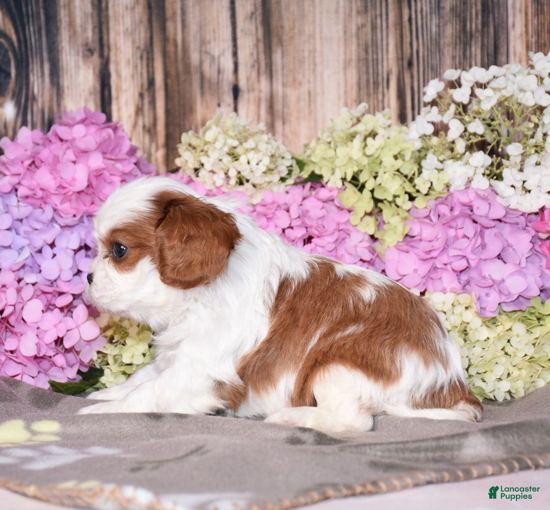 Cavalier King Charles Spaniel dogs for sale: Vegas - Image 2