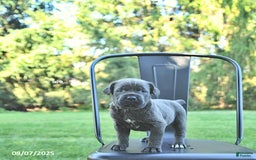 Cane Corso dogs for sale: Mia - Image 1