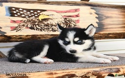 Siberian Husky dogs for sale: Rex - Image 3