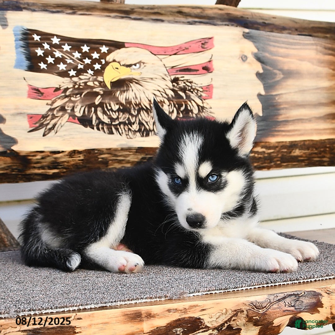 Siberian Husky dogs for sale: Rex - Image 3