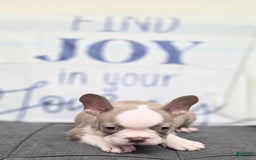French Bulldog dogs for sale: Comrad - Image 4