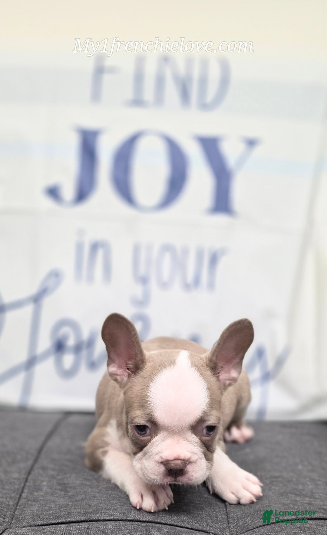 French Bulldog dogs for sale: Comrad - Image 4