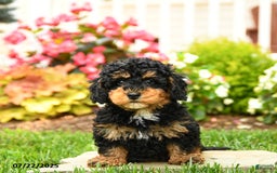 Miniature Poodle dogs for sale: Banjo - Image 2