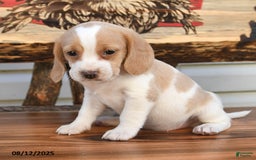 Beagle dogs for sale: Betzy - Image 5