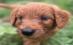 Goldendoodle dogs for sale: Bennie - Image 3