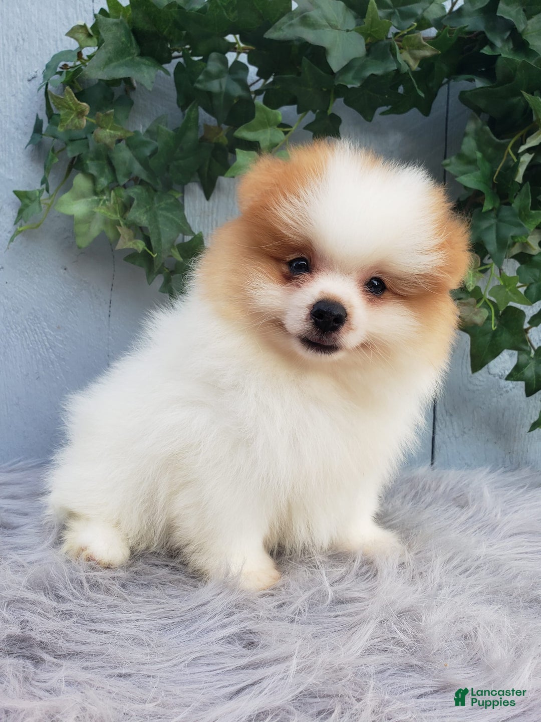 Pomeranian dogs for sale: Max - Image 3