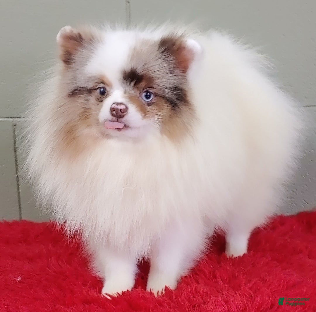 Pomeranian dogs for sale: Marley - Image 8