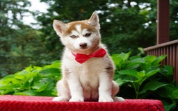 Siberian Husky dogs for sale: Bella - Image 8