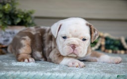 Beabull dogs for sale: Lorna - Image 3