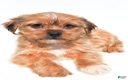 Shorkie dogs for sale: Wendy - Image 3