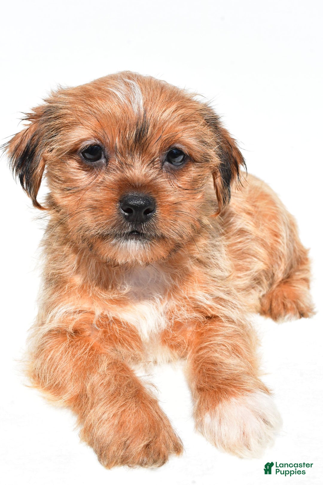 Shorkie dogs for sale: Wendy - Image 3