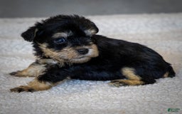Miniature Schnauzer dogs for sale: Harley - Image 8