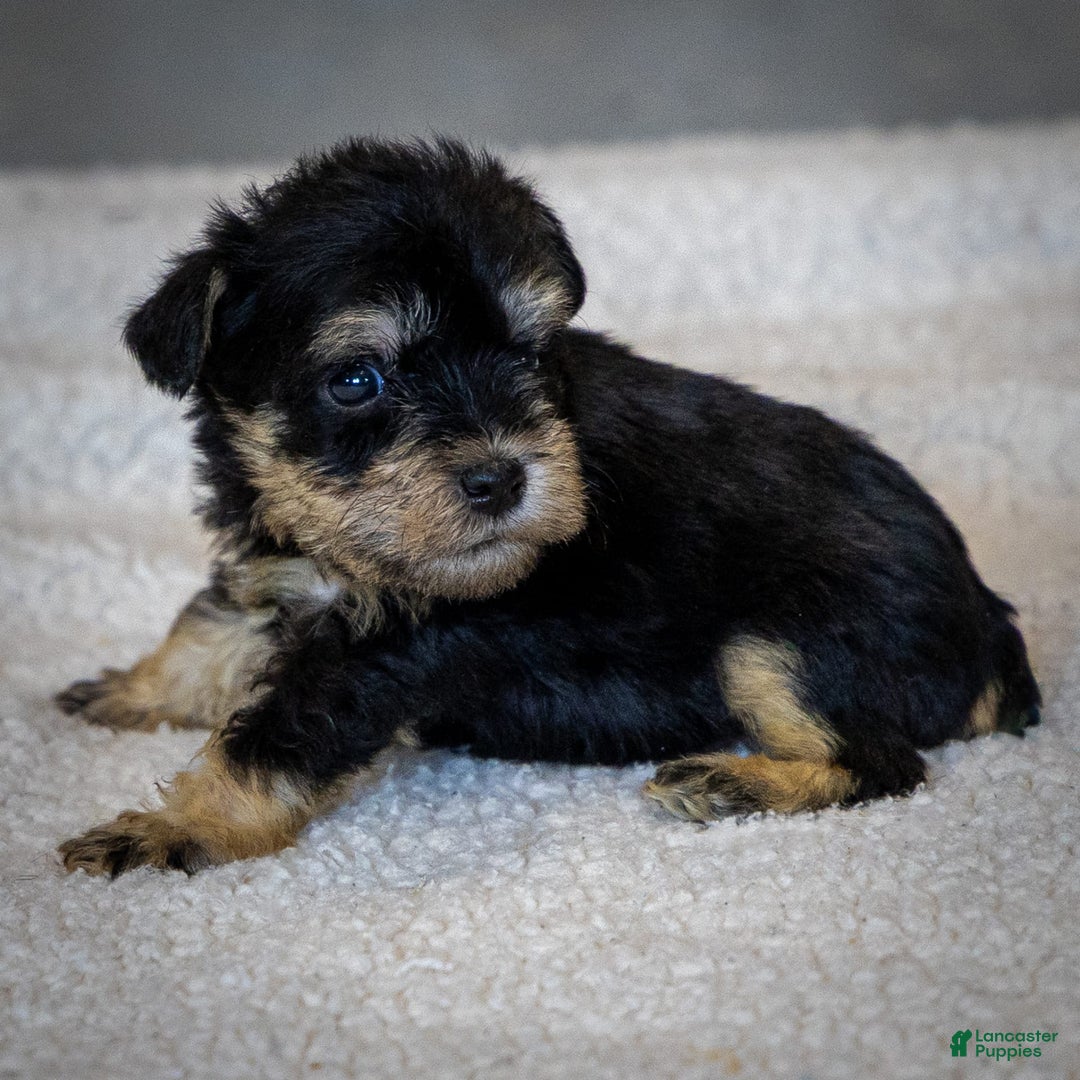 Miniature Schnauzer dogs for sale: Harley - Image 8