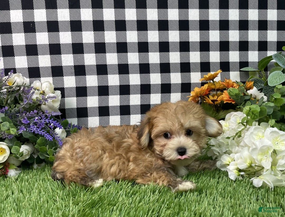 Morkie dogs for sale: Chase - Image 7