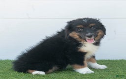 Australian Shepherd dogs for sale: Oscar - Image 11