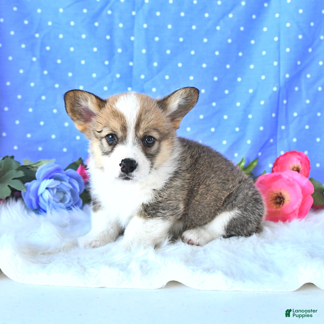 Welsh Corgi Pembroke dogs for sale: Linton - Image 13