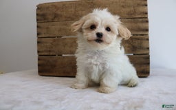 Teddy Bear dogs for sale: Karly - Image 9