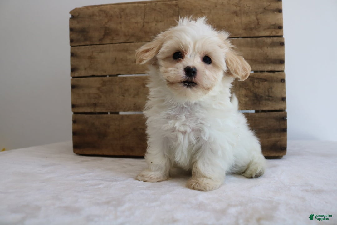 Teddy Bear dogs for sale: Karly - Image 9