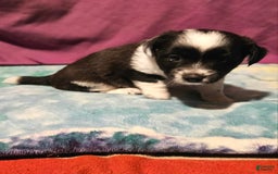 Chihuahua dogs for sale: Mani - Image 10