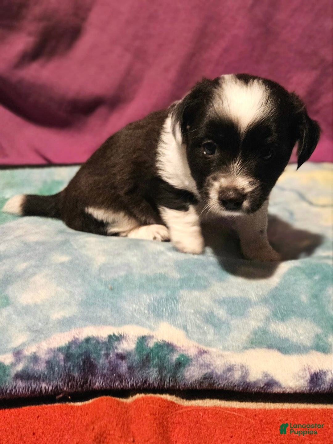 Chihuahua dogs for sale: Mani - Image 10