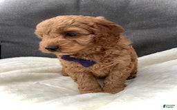 Cockapoo dogs for sale: Finn - Image 4