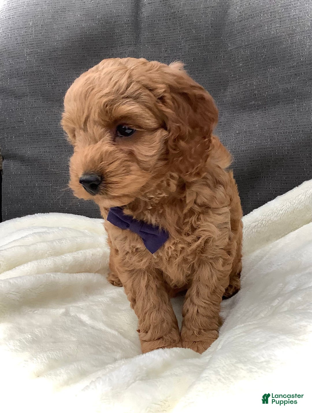 Cockapoo dogs for sale: Finn - Image 4