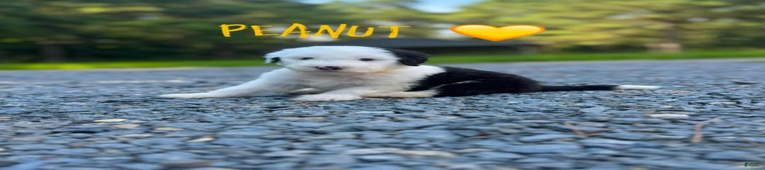 Peanut