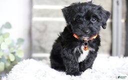 Yorkiepoo dogs for sale: Roo - Image 15