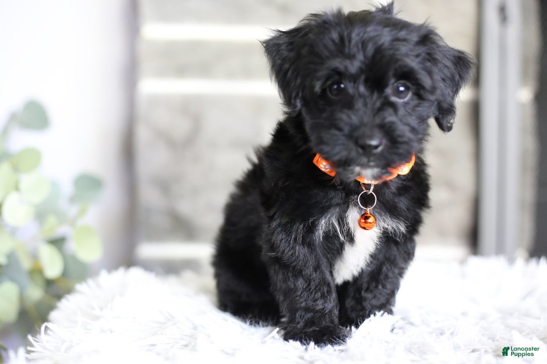 Yorkiepoo dogs for sale: Roo - Image 15