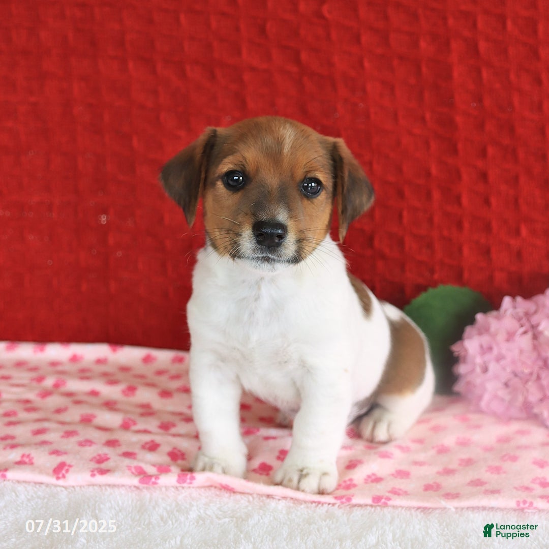 Jack Russell Terrier dogs for sale: Reese - Image 3
