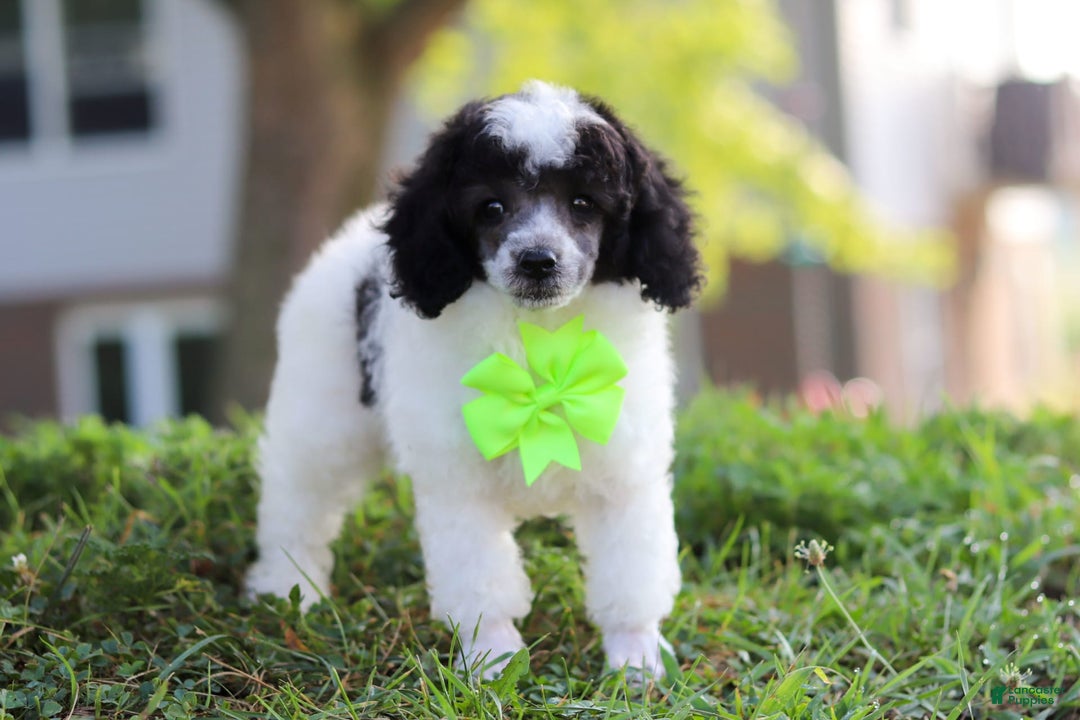 Miniature Poodle dogs for sale: Oreo - Image 20