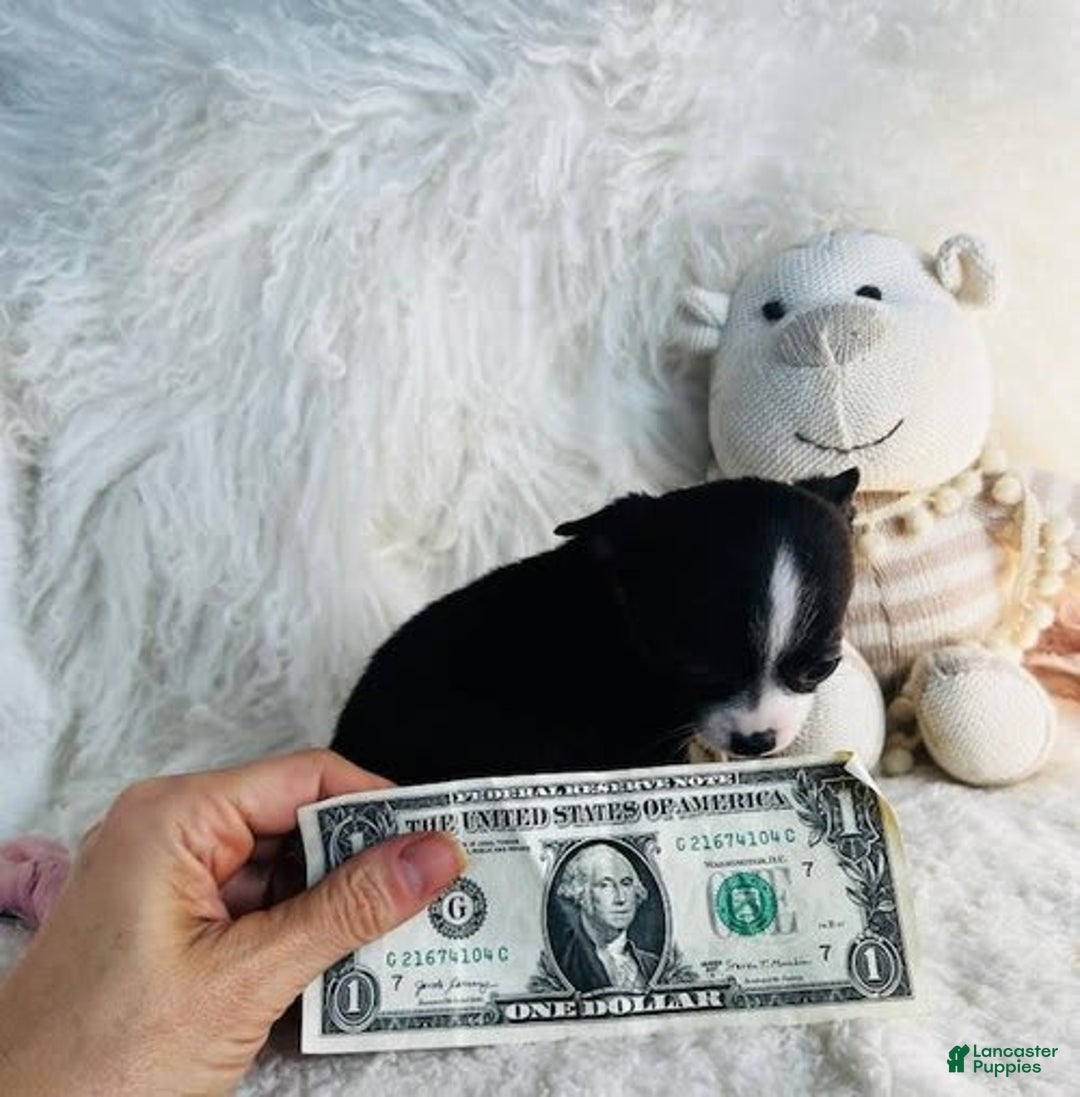 Chihuahua dogs for sale: Cherry - Image 1
