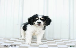 Cavapoo dogs for sale: Montana - Image 2