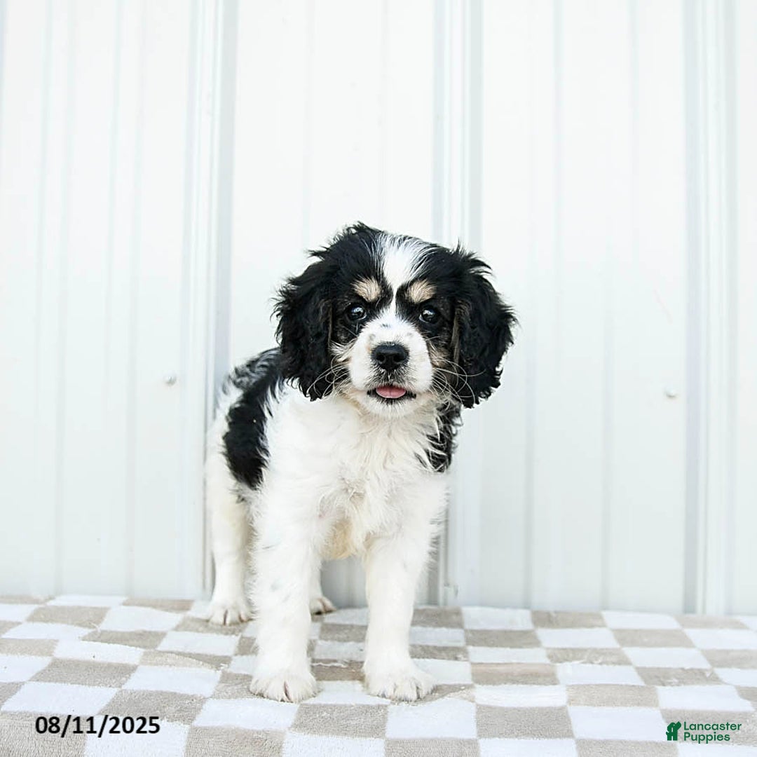 Cavapoo dogs for sale: Montana - Image 2