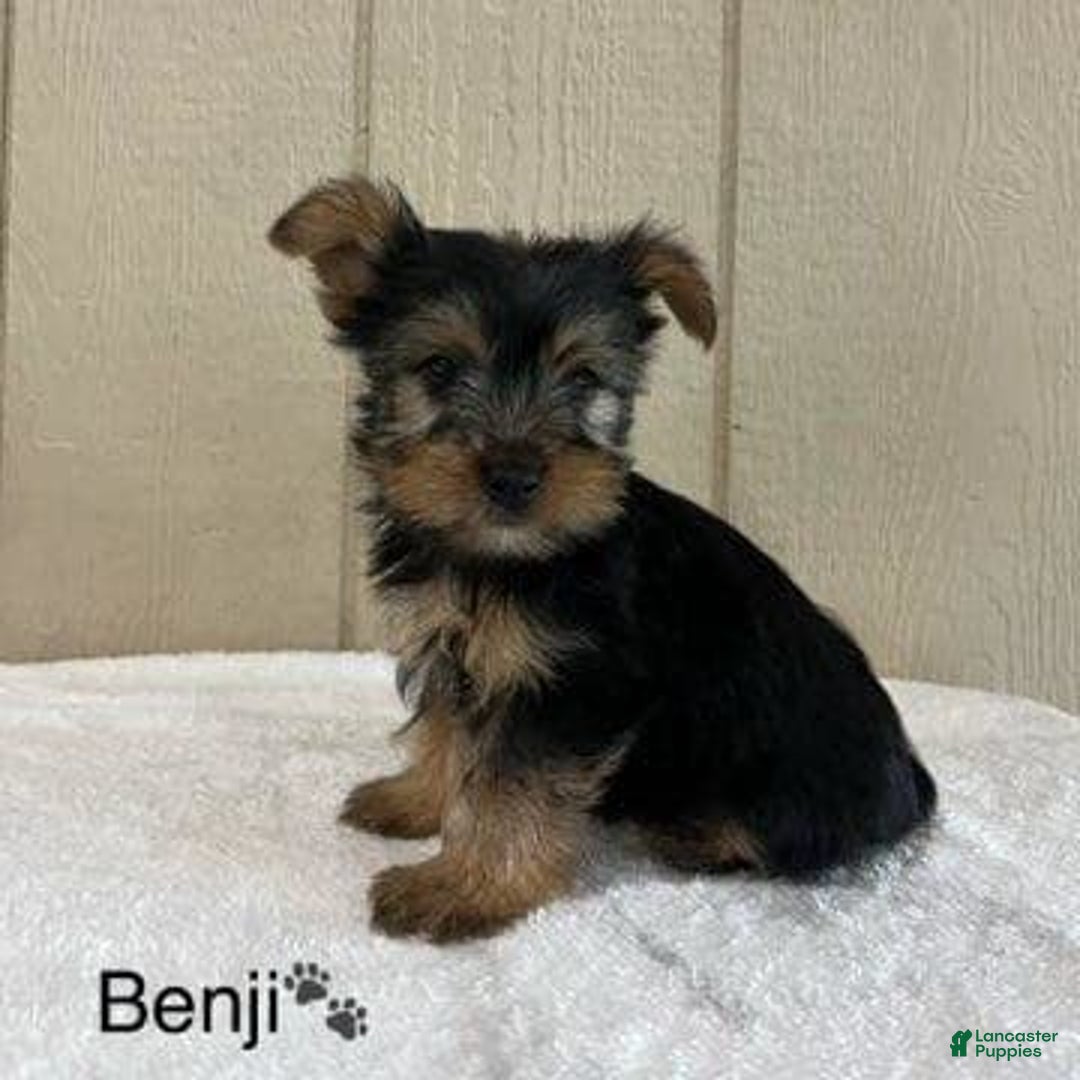 Yorkshire Terrier dogs for sale: Benji - Image 4