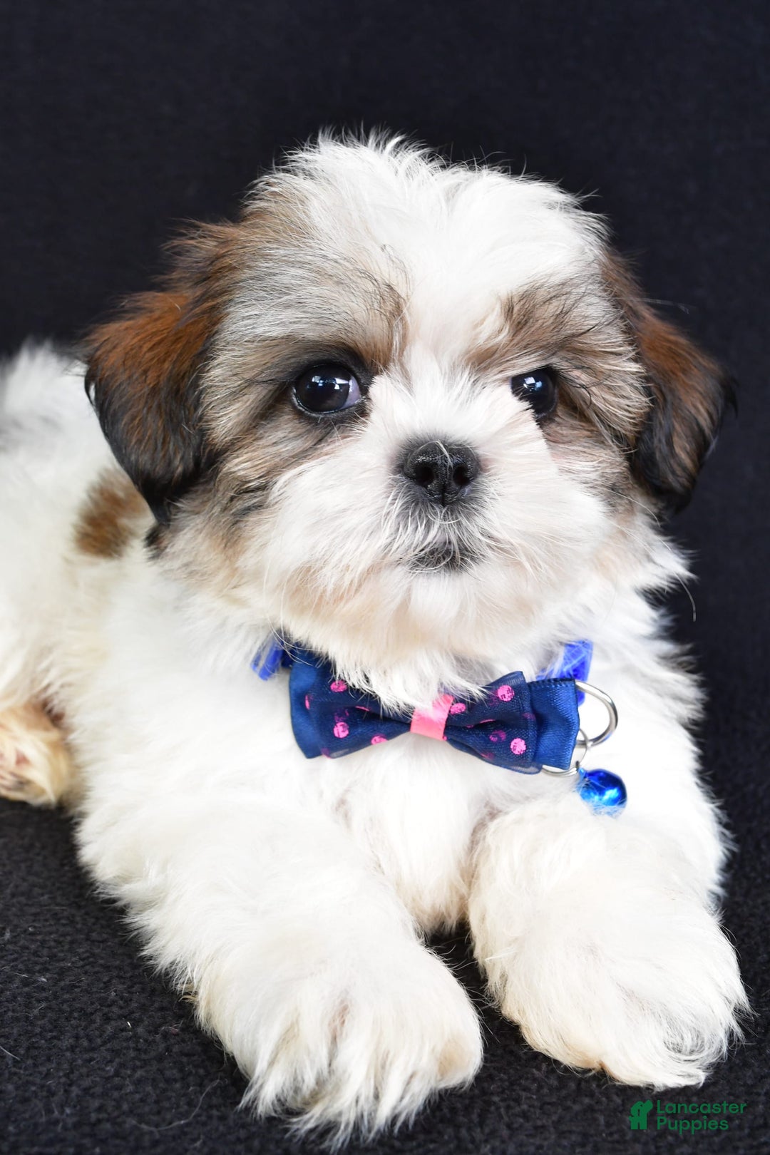 Shih Tzu dogs for sale: Lennie - Image 3