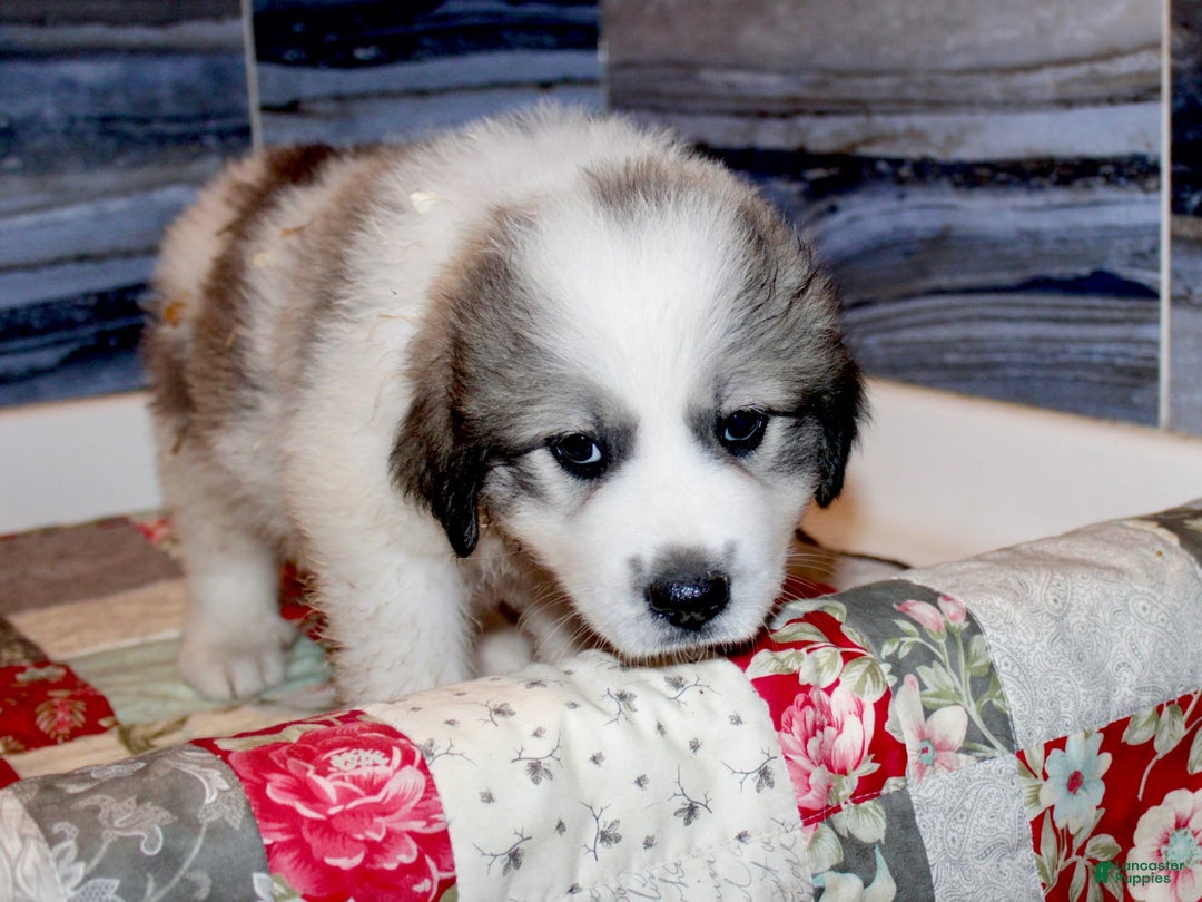 Great Pyrenees dogs for sale: Green - Image 11