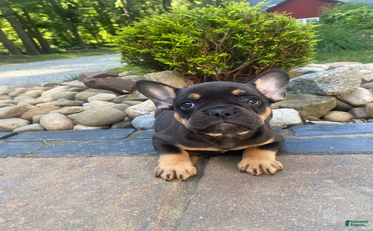 French Bulldog dogs for sale - Ad 4