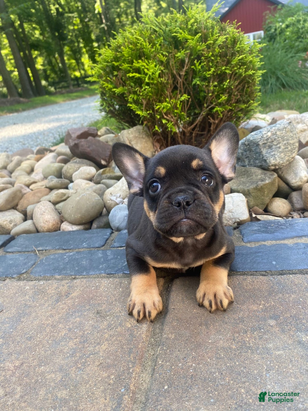 French Bulldog dogs for sale: Minnie - Image 1