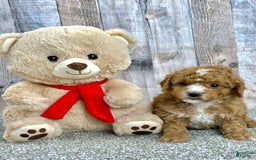 Mini Goldendoodle dogs for sale: Lime - Image 4