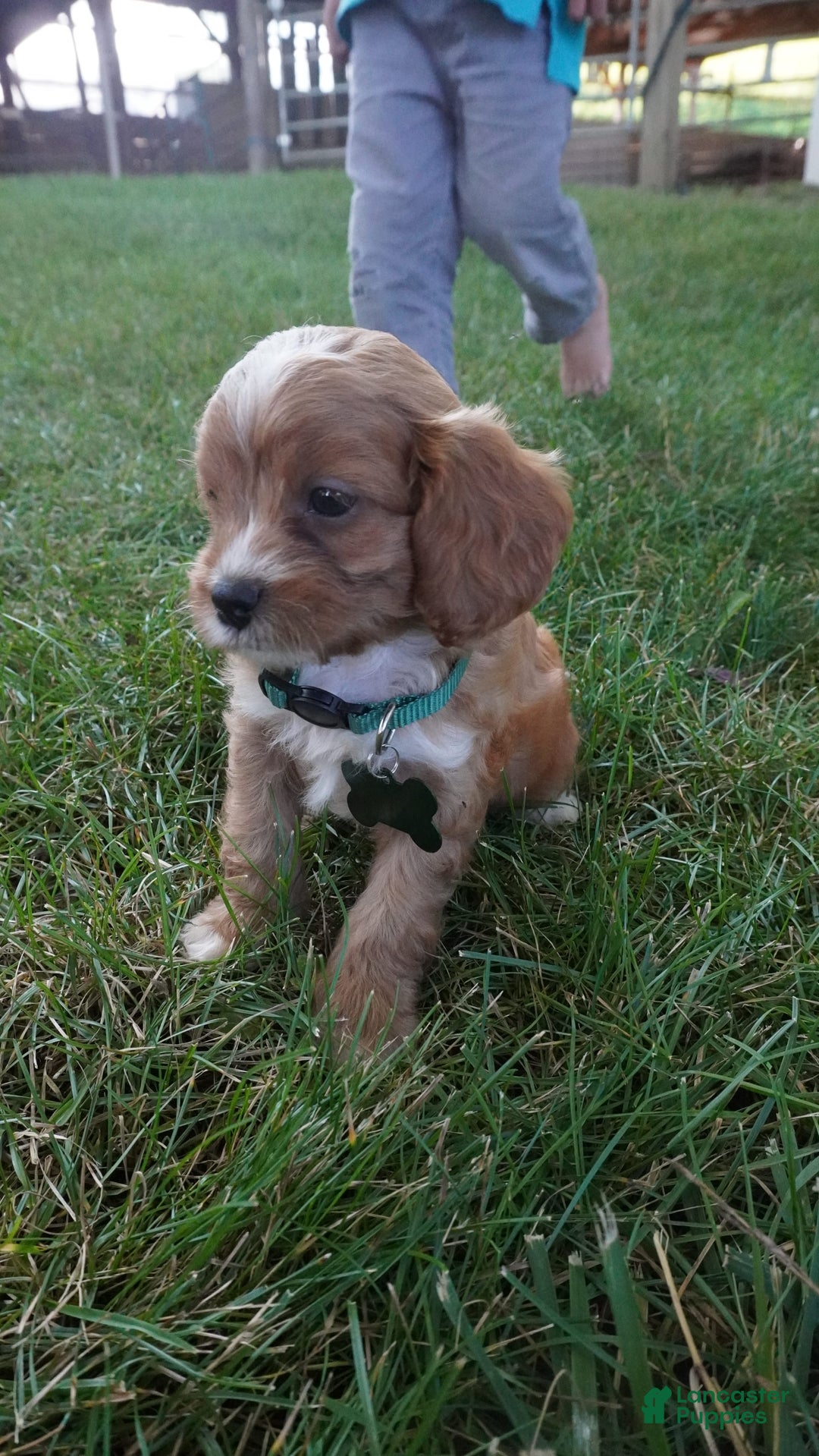 Cavapoo dogs for sale: Taffy - Image 1