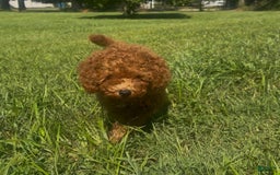 Cockapoo dogs for sale: Cupcake - Image 12