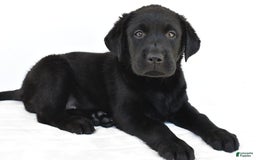 Labrador Retriever dogs for sale: Bell - Image 8