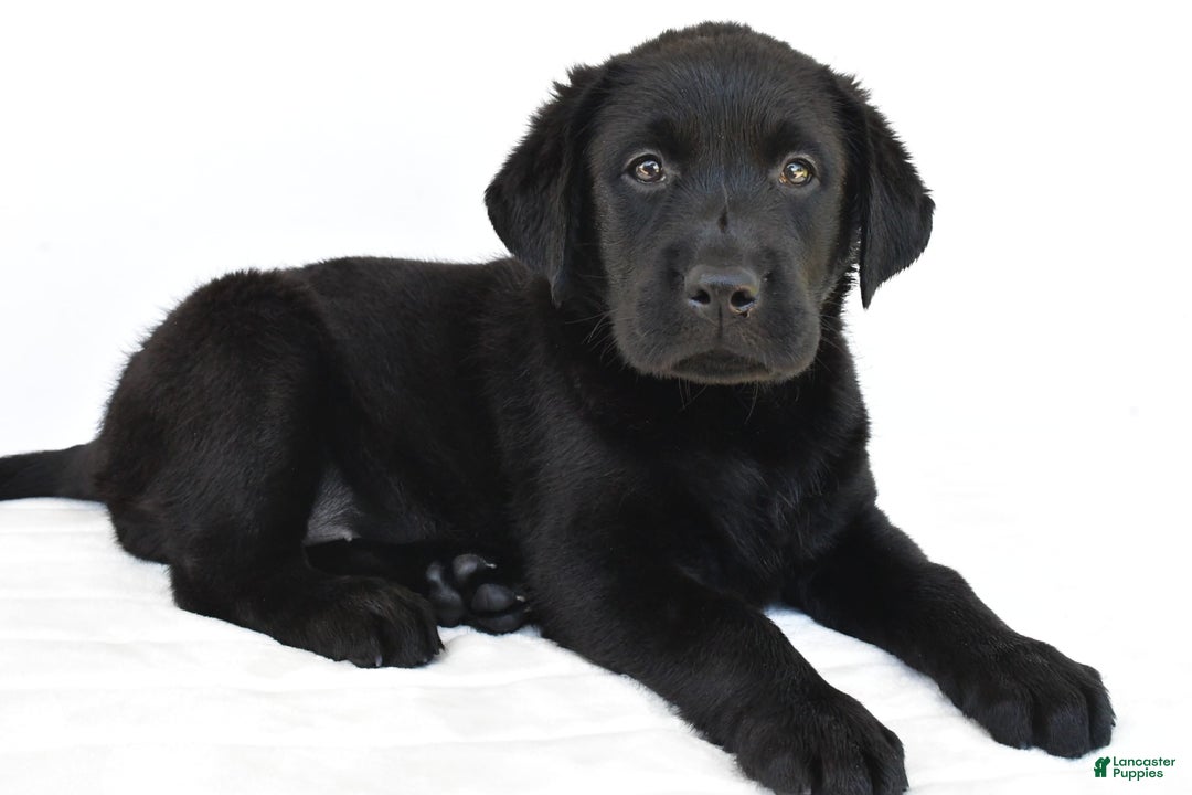 Labrador Retriever dogs for sale: Bell - Image 8