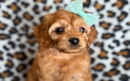 Cockapoo dogs for sale: Bella - Image 4